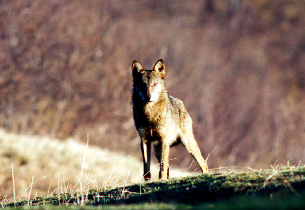 Il Lupo – The Wolf   2022