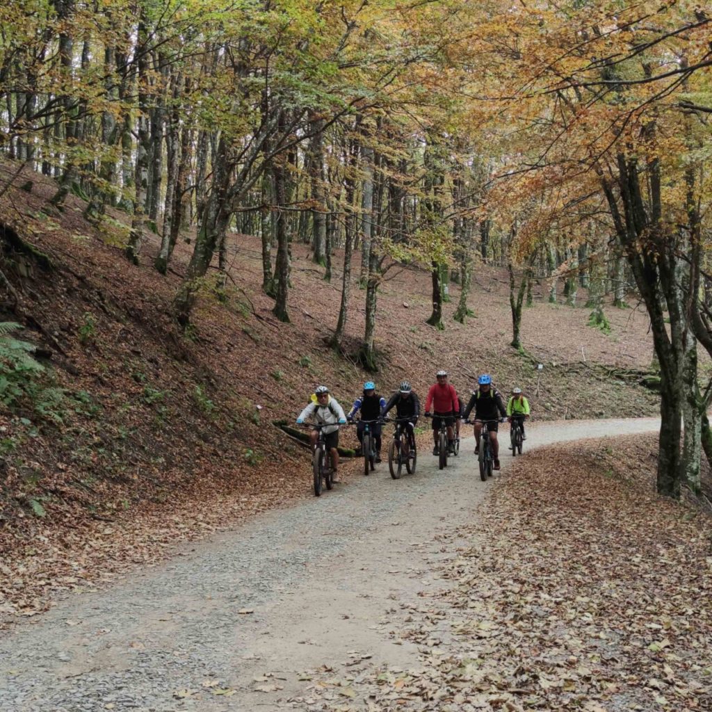 FALL FOLIAGE 2022 – FORESTA DI VALLOMBROSA