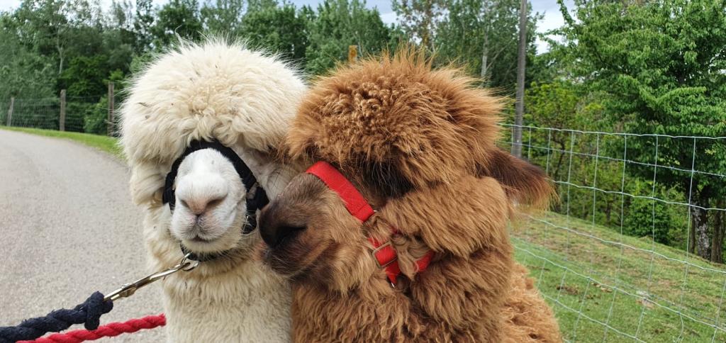 PASSEGGIARE CON GLI ALPACA 2023