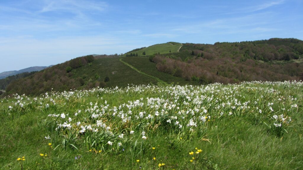 LA CONCA DEI NARCISI 21 maggio 2023